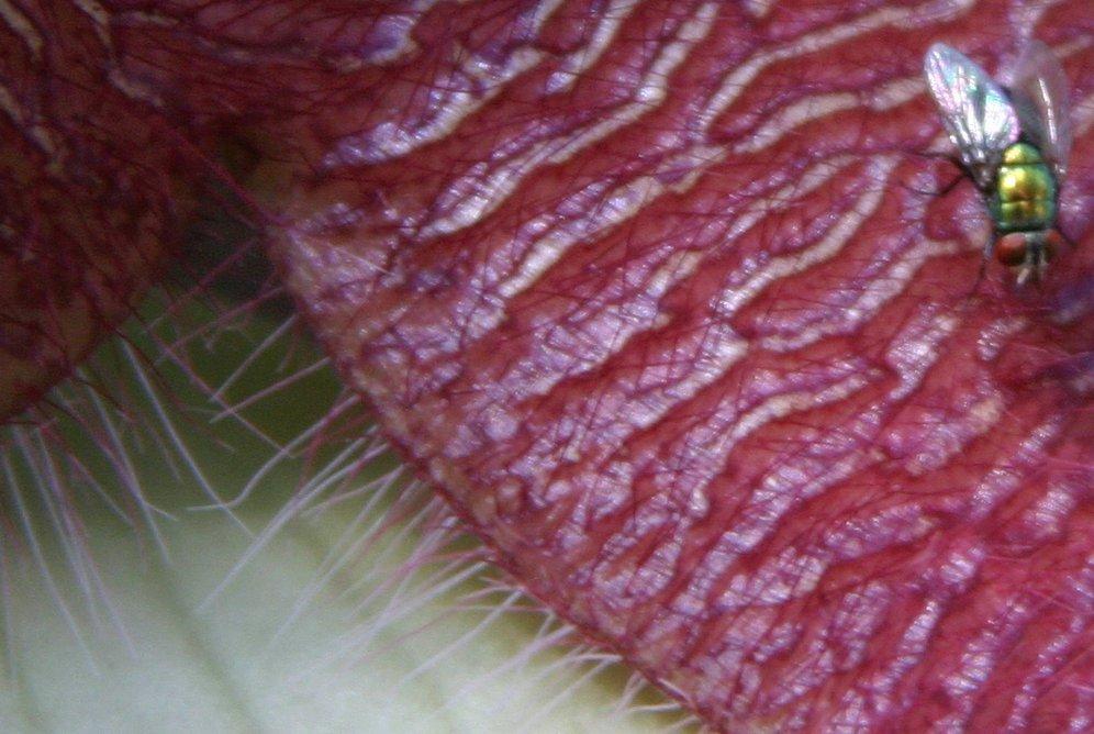 Stapelia grandiflora