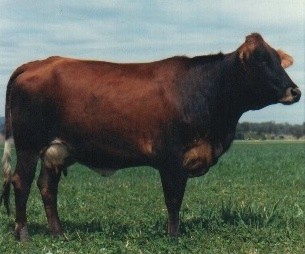Australian Friesian Sahiwal