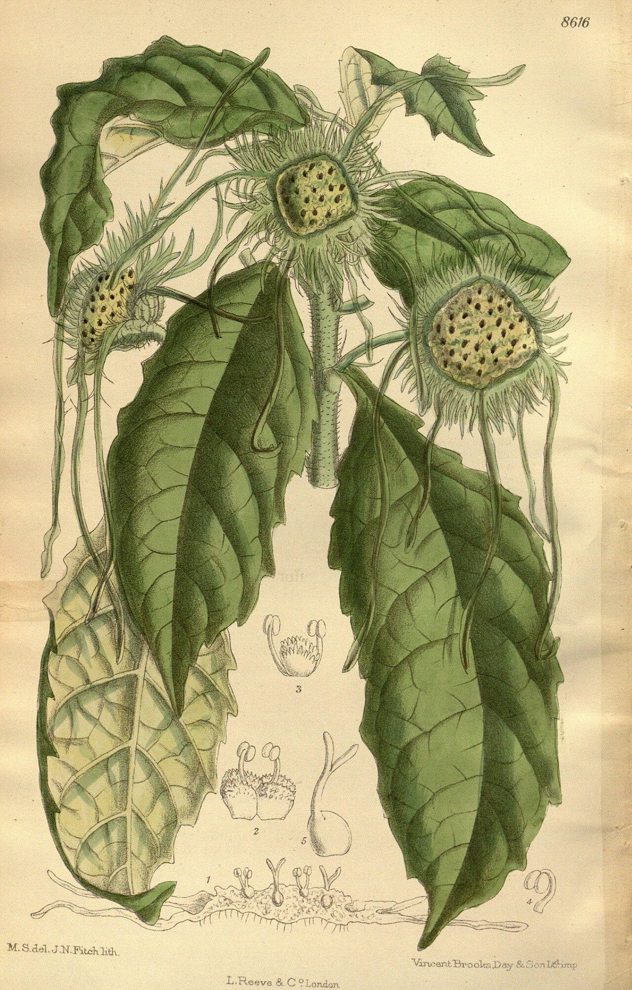 Dorstenia yambuyaensis