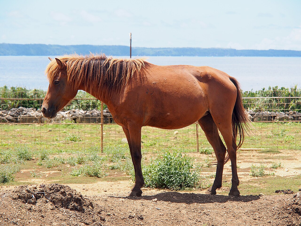 Miyako horse