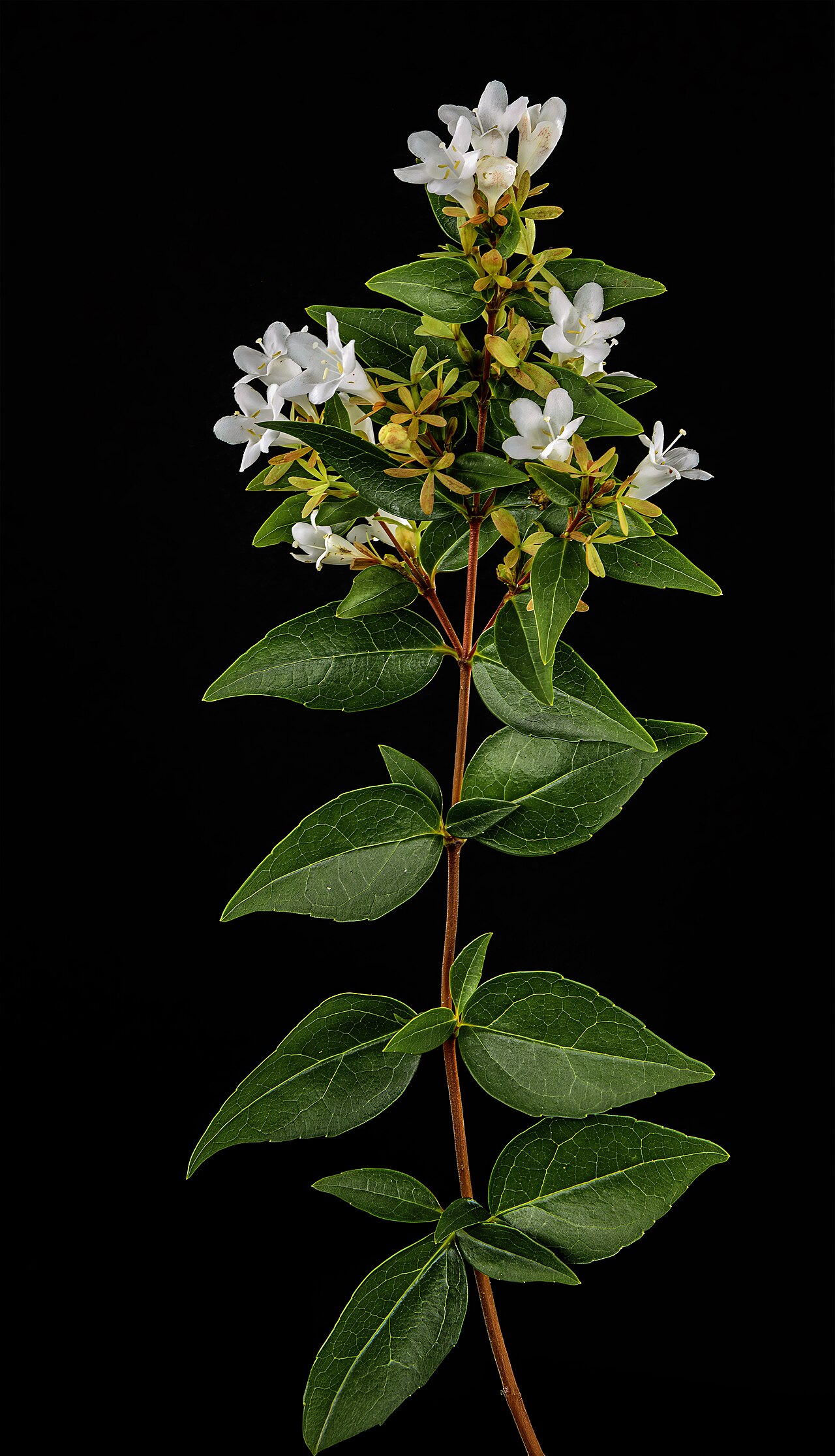 Abelia × grandiflora