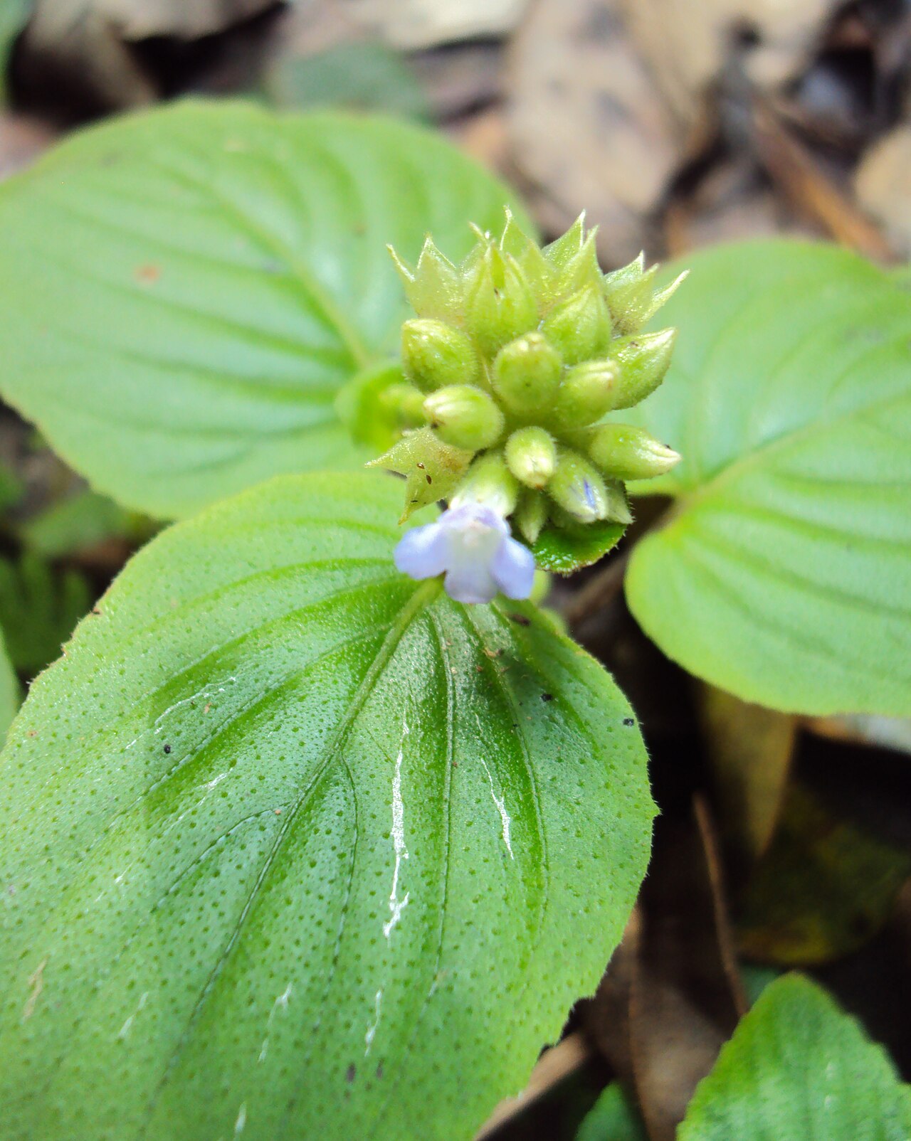 Epithema carnosum
