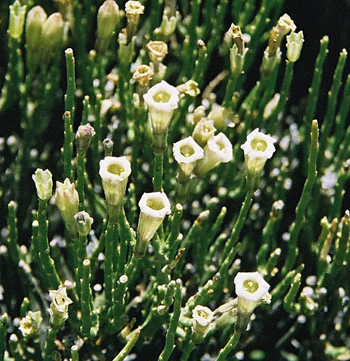 Fabiana denudata