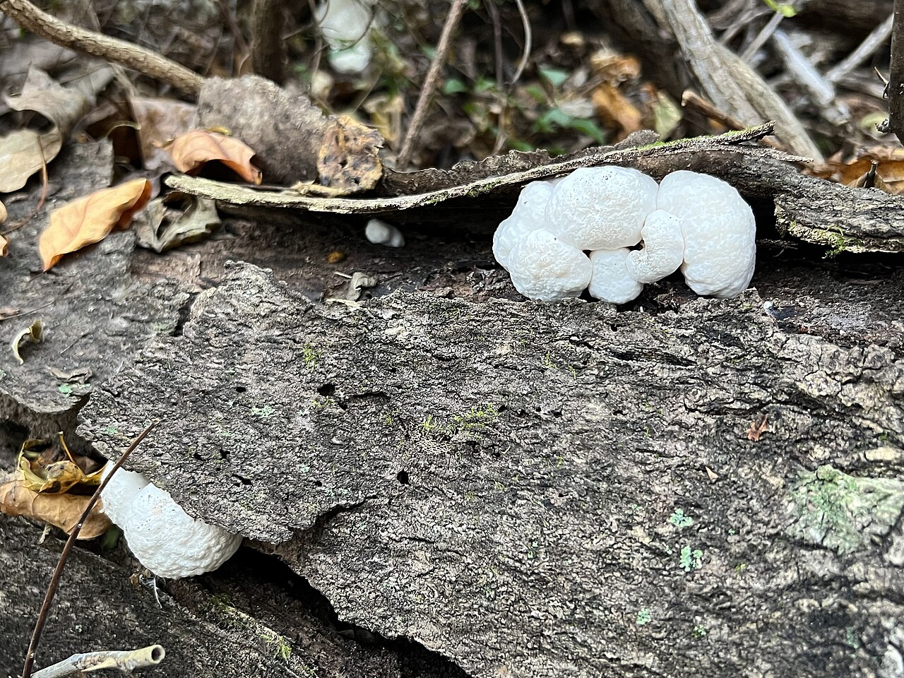 Entoloma abortivum