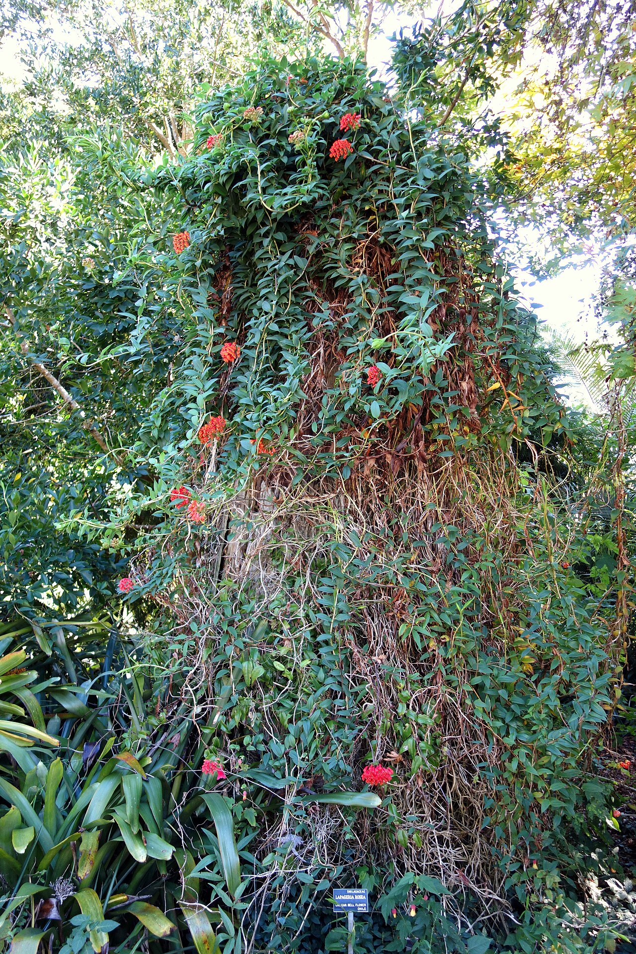 Bomarea rosea
