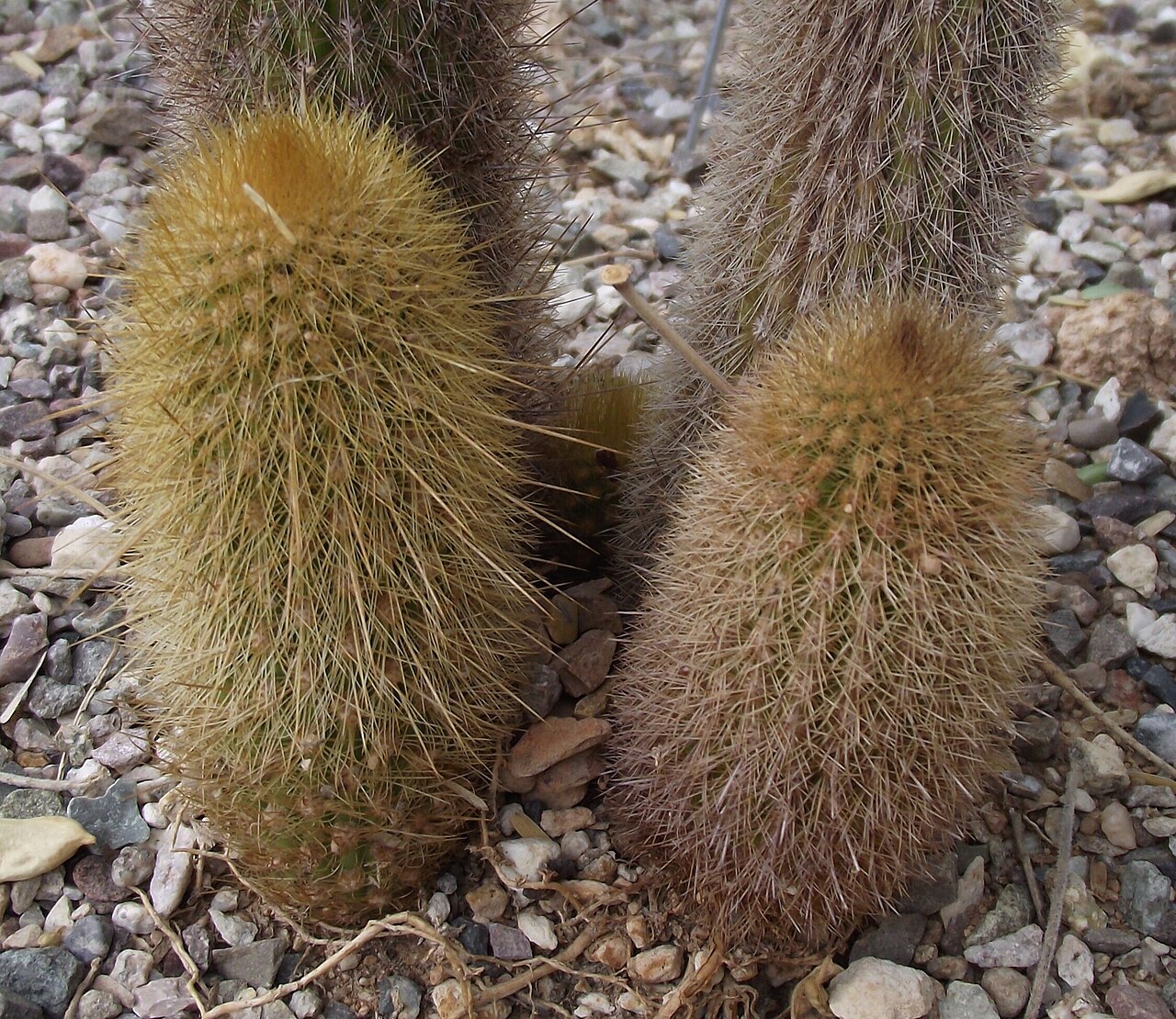 Haageocereus versicolor