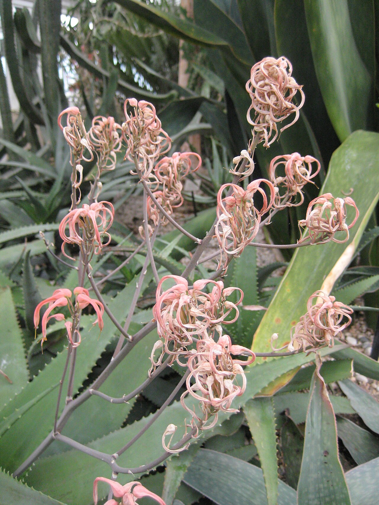 Aloe chabaudii