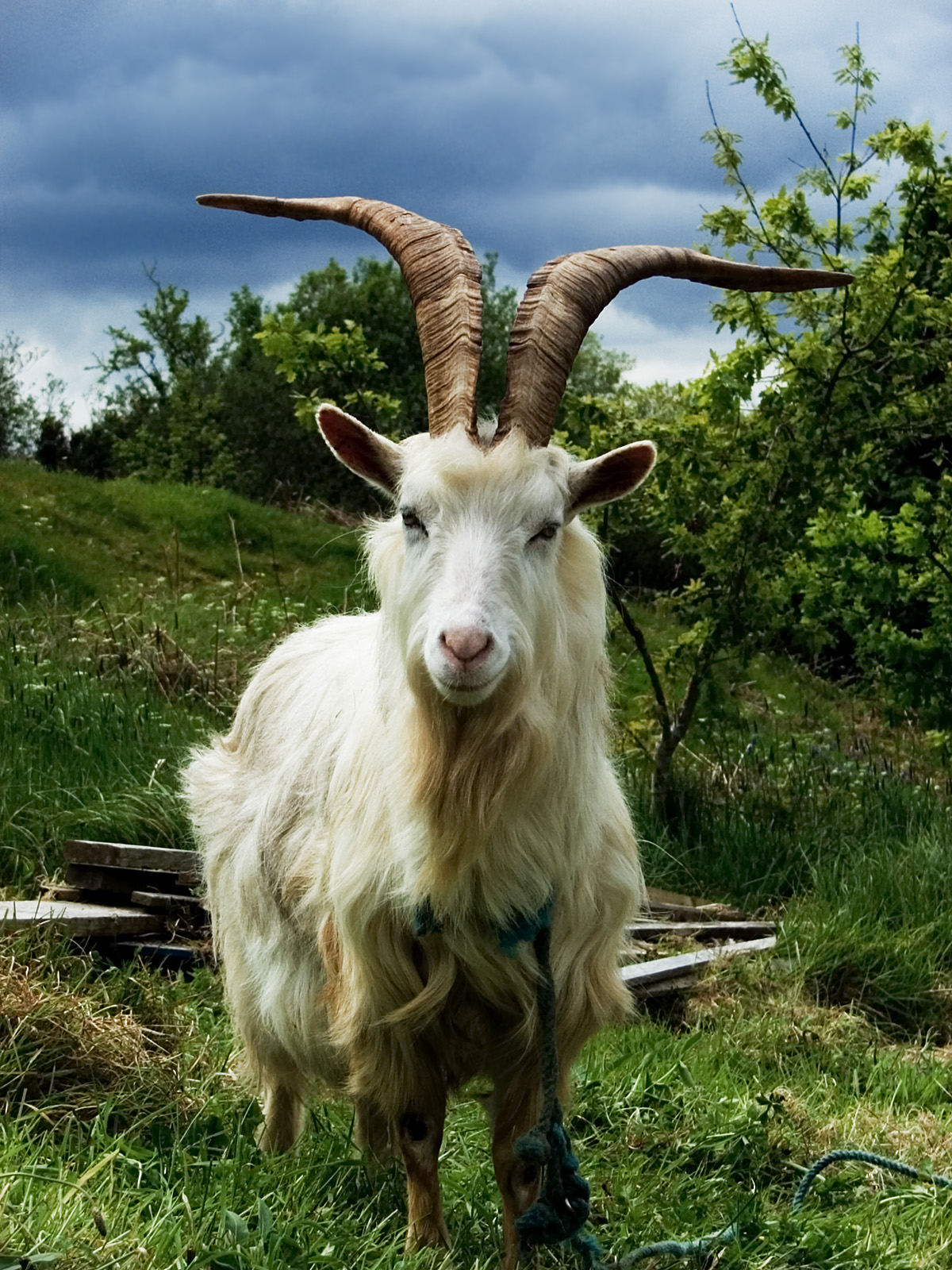 Irish goat