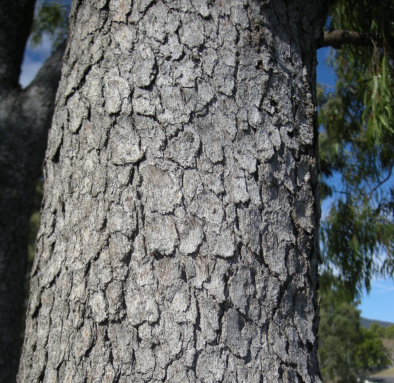 Corymbia clarksoniana