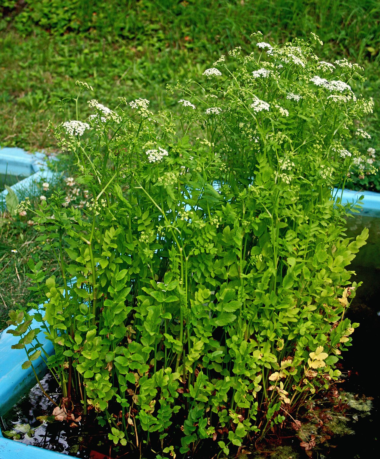 Lesser water-parsnip