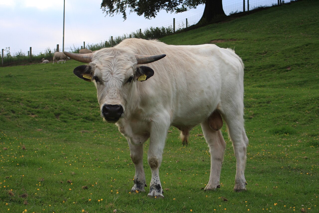 Vaynol cattle