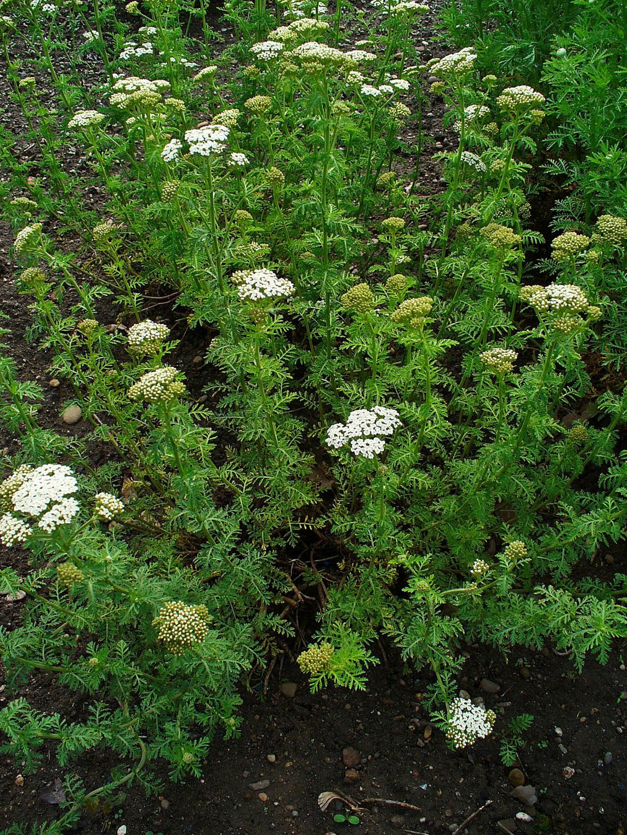 Achillea nobilis