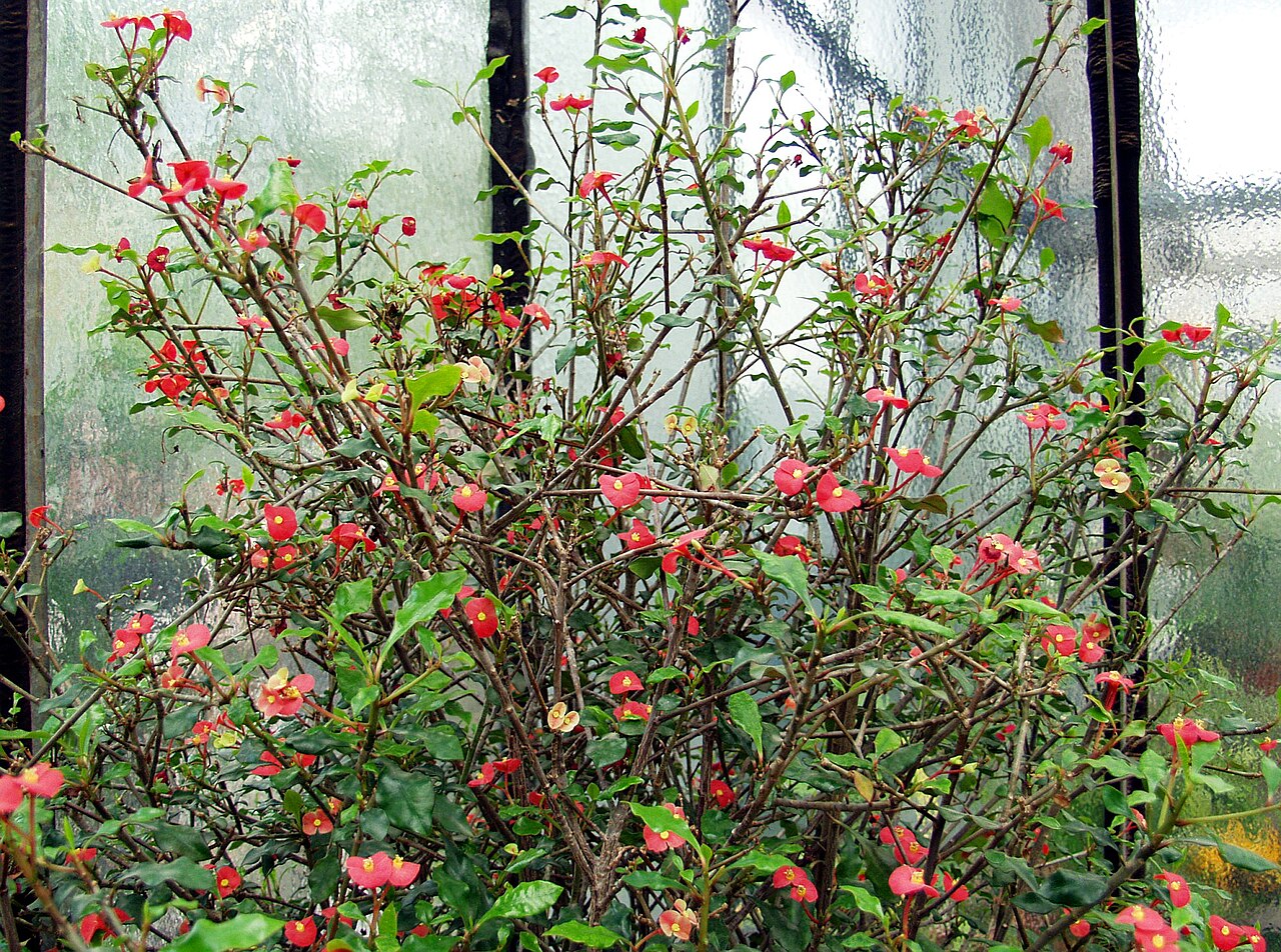 Euphorbia geroldii