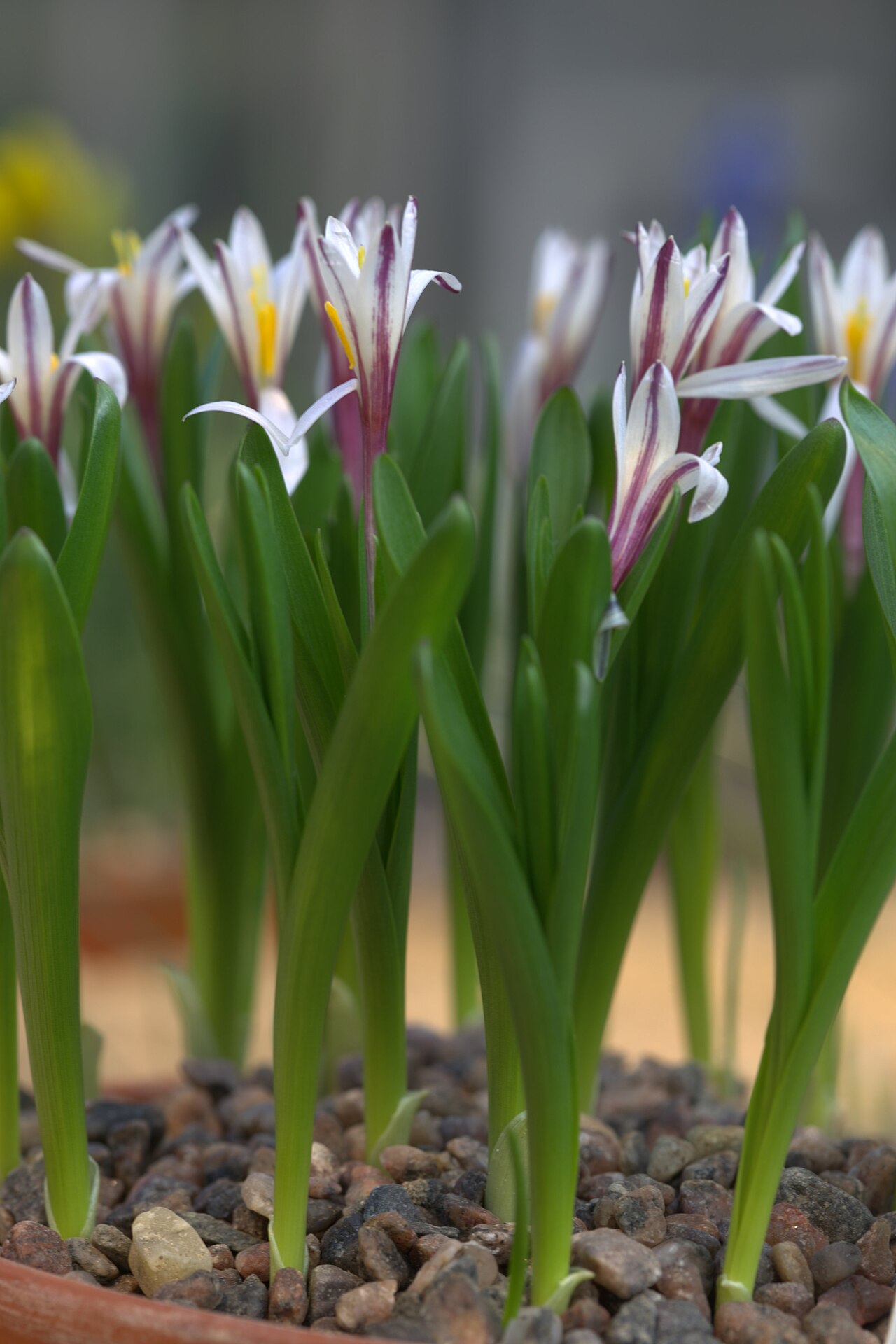 Colchicum kesselringii