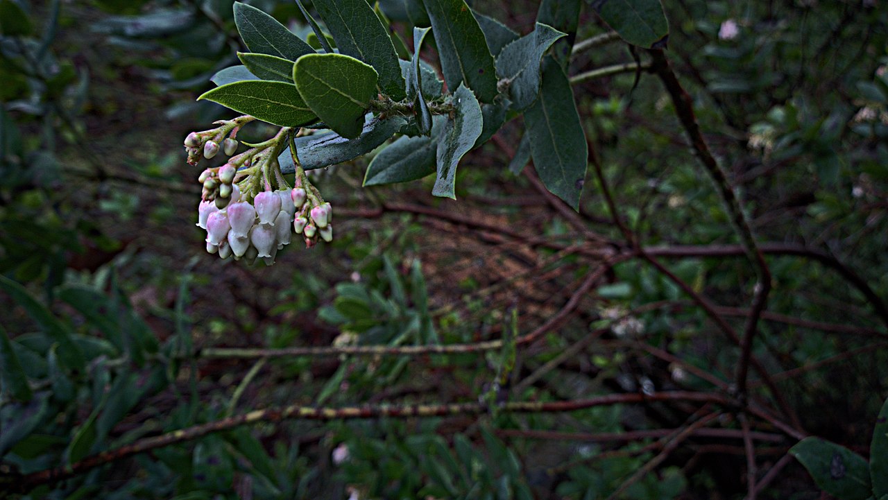 Arctostaphylos andersonii