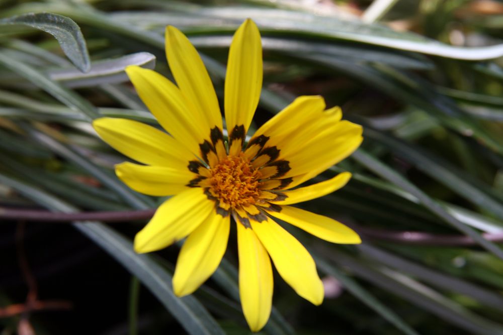Gazania linearis