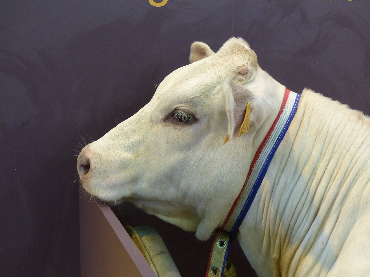 INRA 95