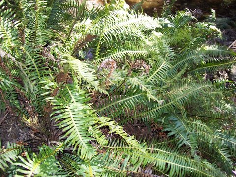 Blechnum nudum