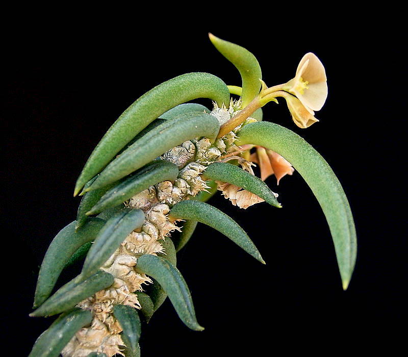 Euphorbia cylindrifolia