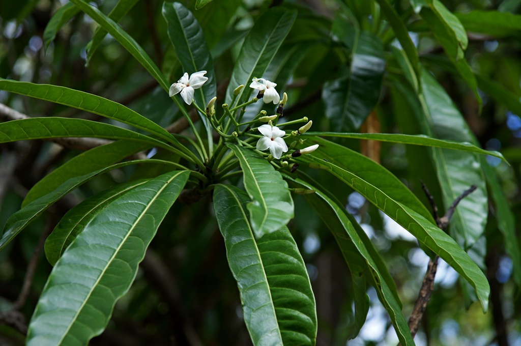 Cerbera
