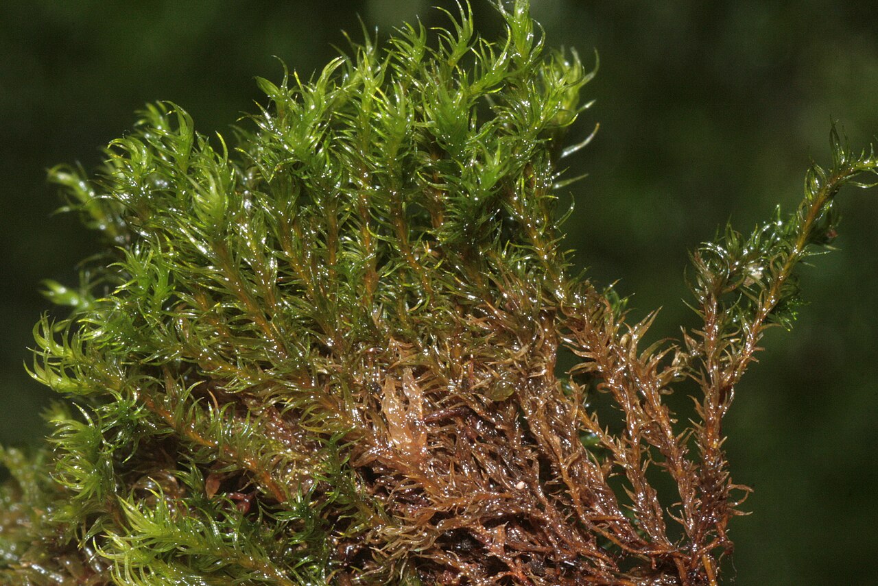 Grimmia hartmanii
