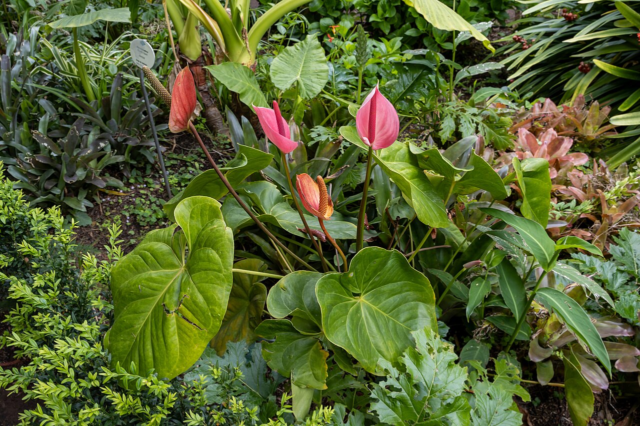 Alocasia odora