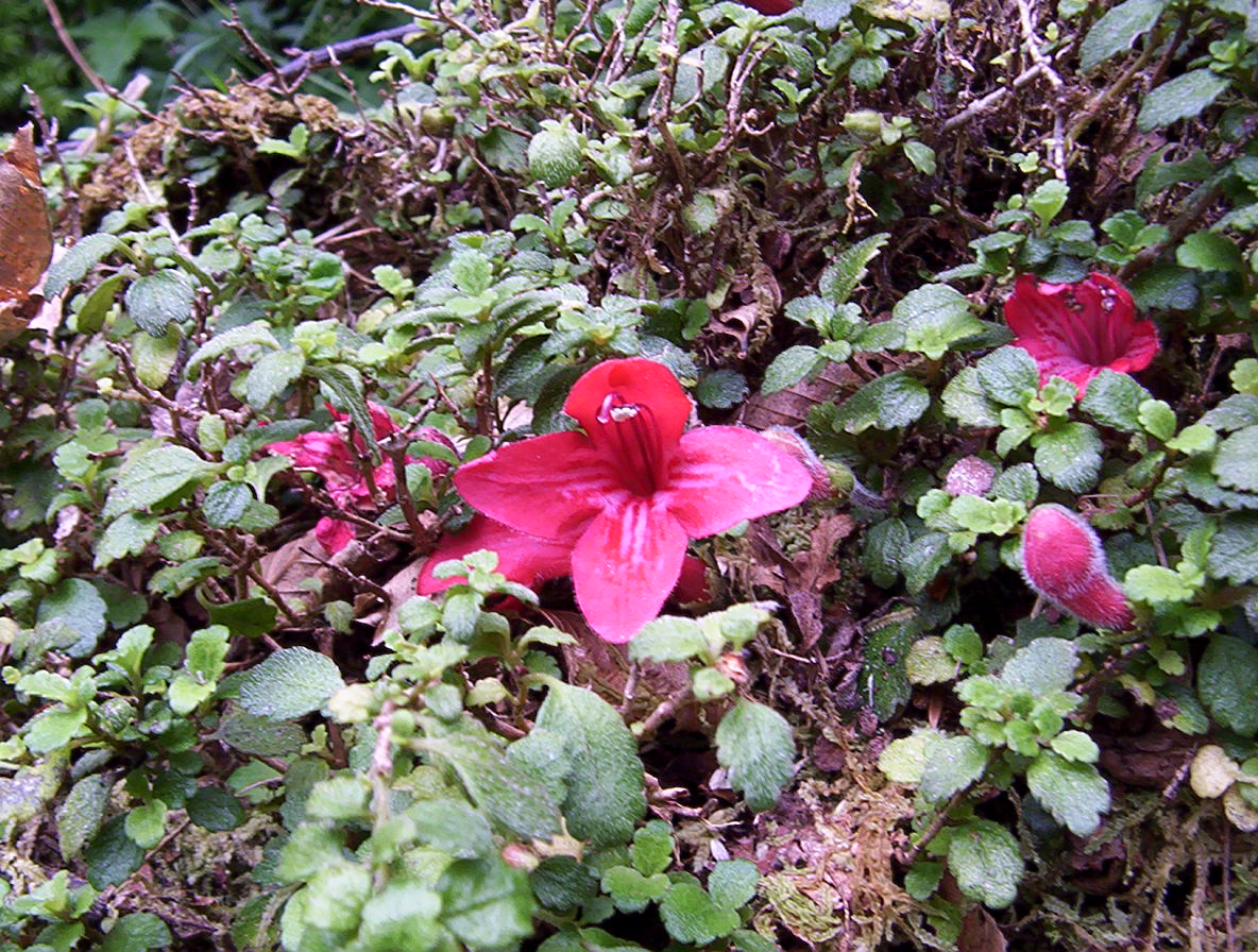 Asteranthera