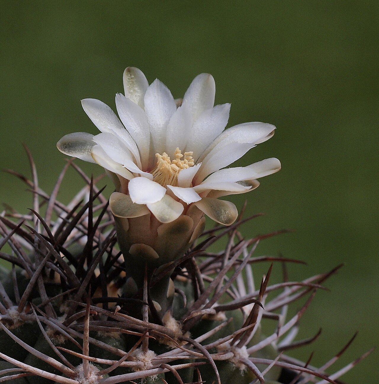 Gymnocalycium pugionacanthum