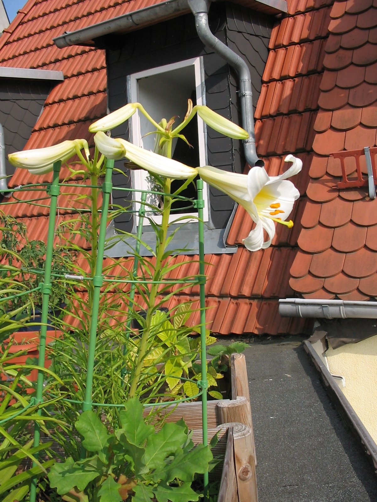 Lilium myriophyllum