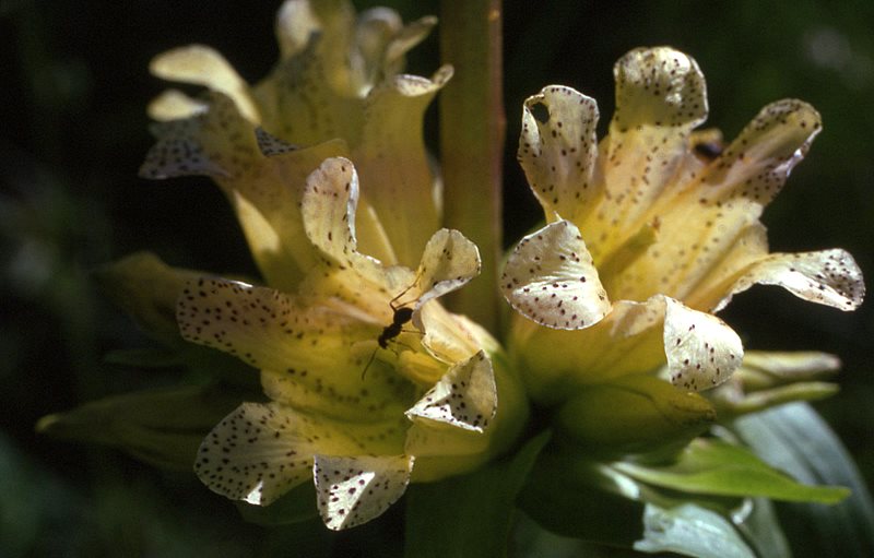 Gentiana burseri