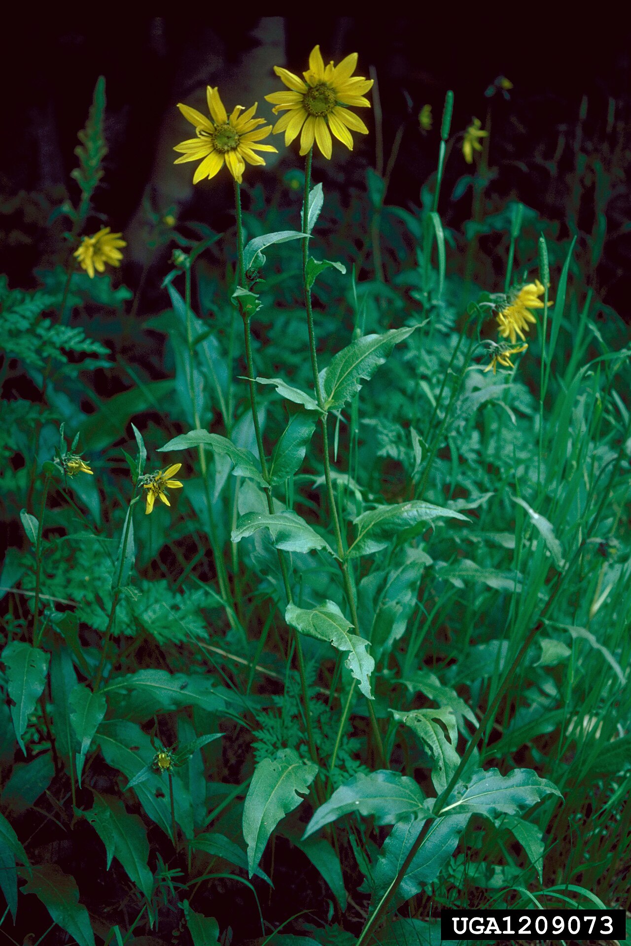 Helianthella quinquenervis