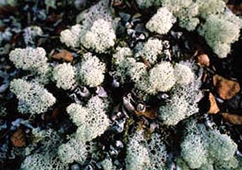Reindeer cup lichen