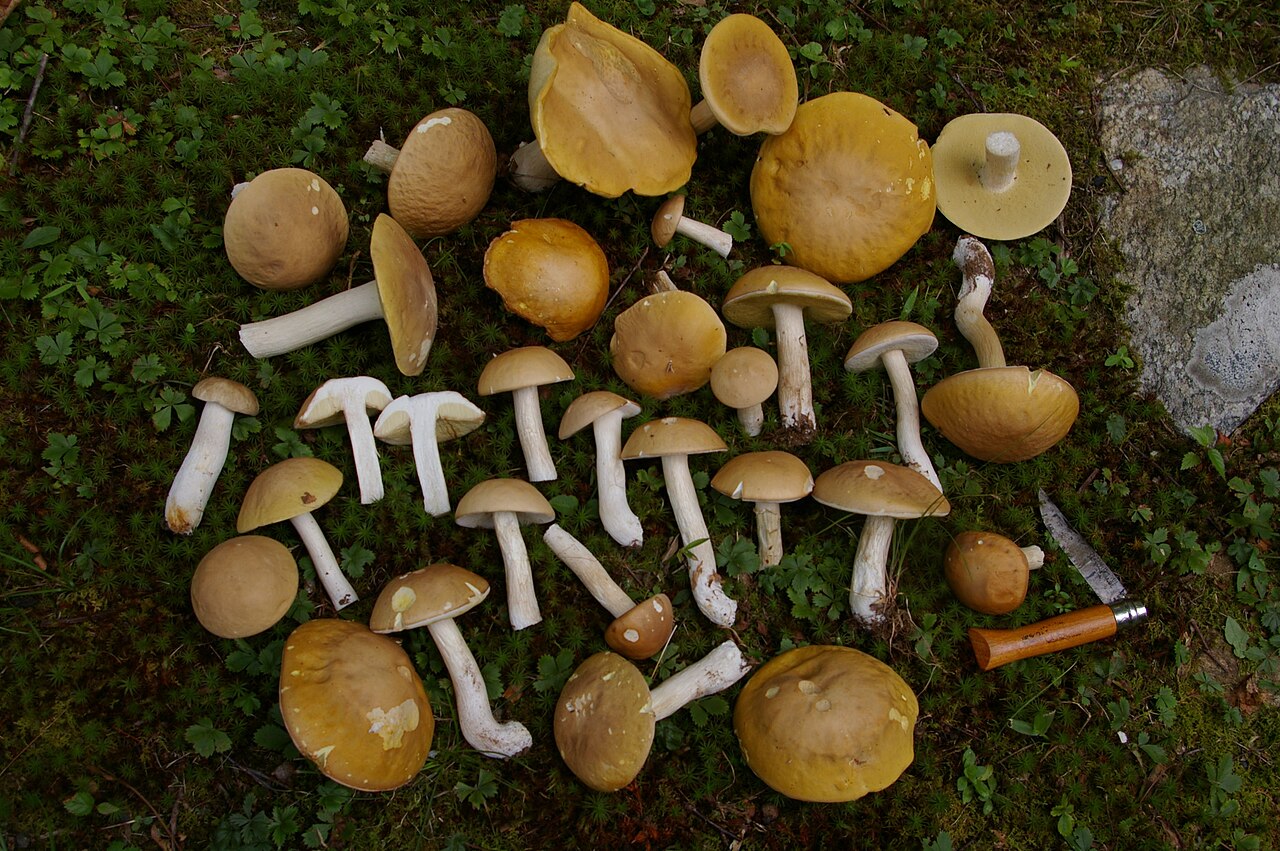 Boletus gertrudiae