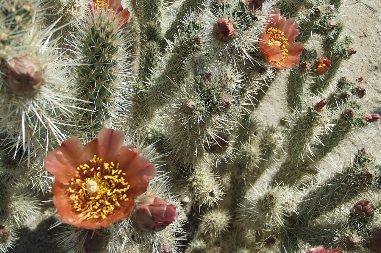 Cylindropuntia wolfii