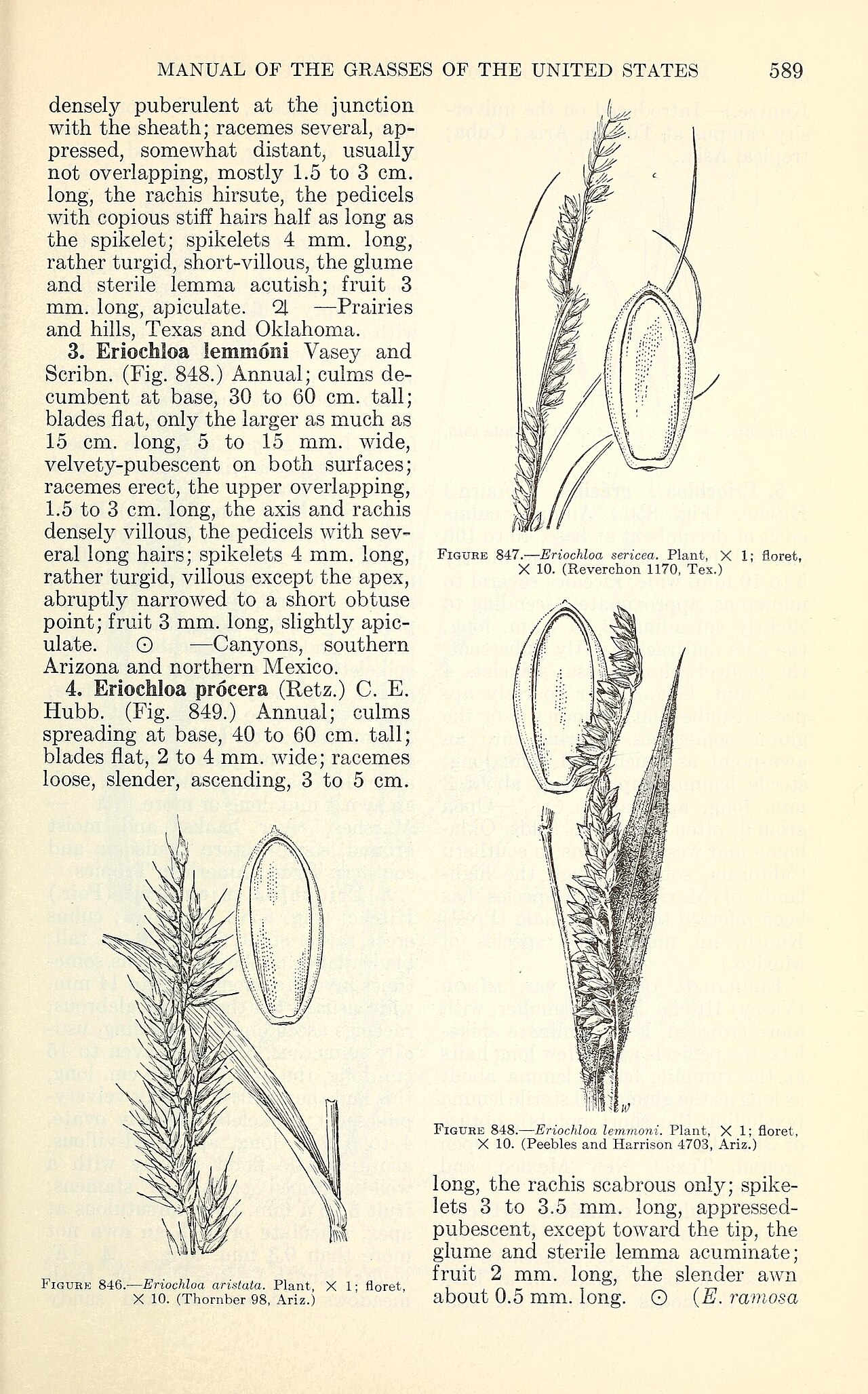 Eriochloa sericea