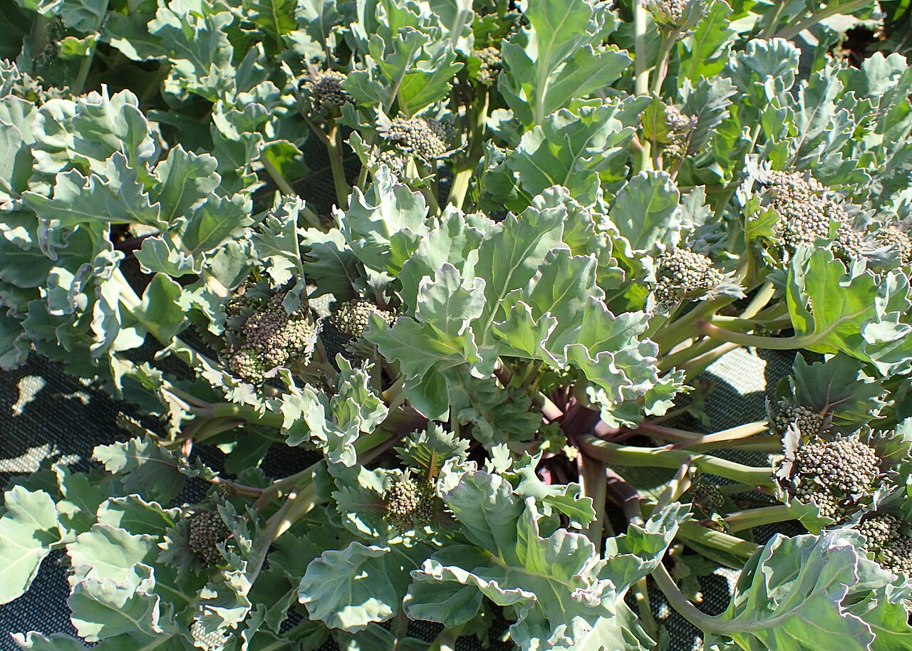 Crambe maritima