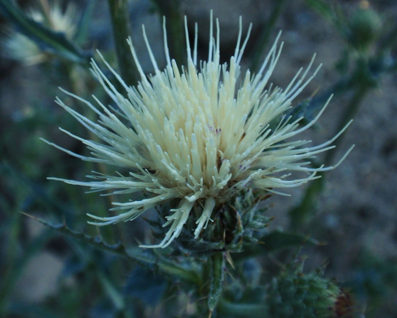 Cirsium cymosum
