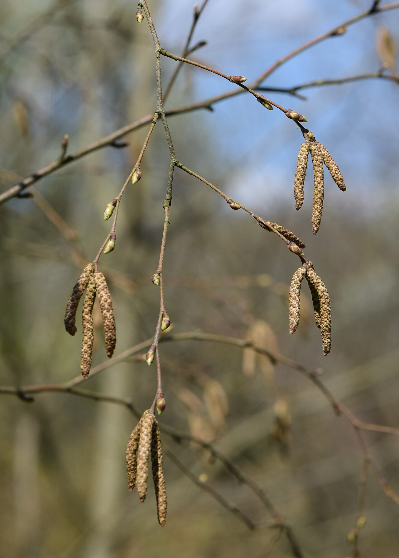 Betula albosinensis