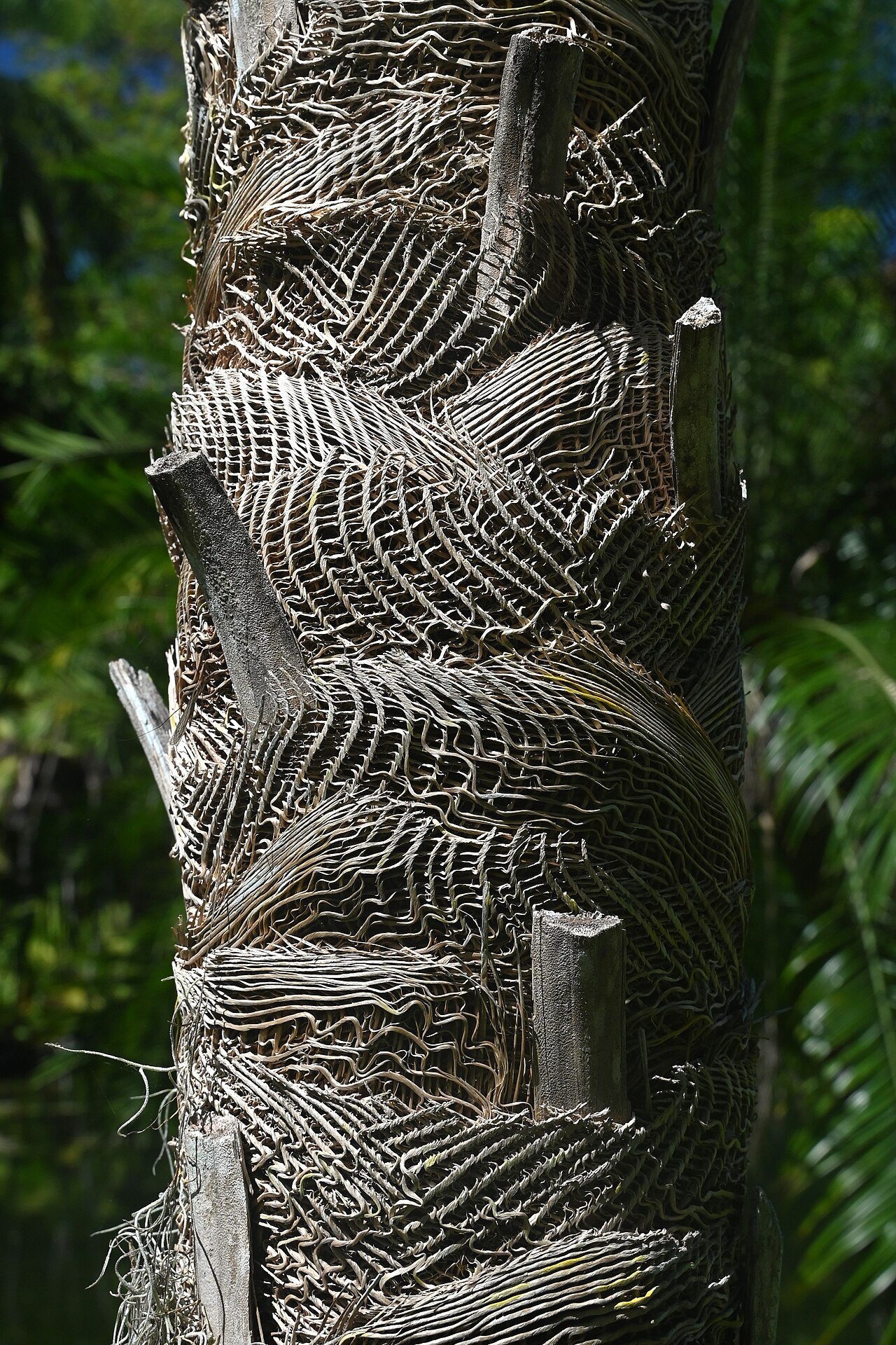 Coccothrinax macroglossa