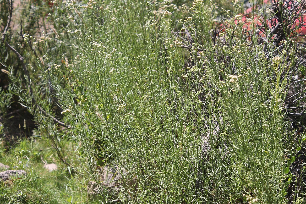 Baccharis glutinosa