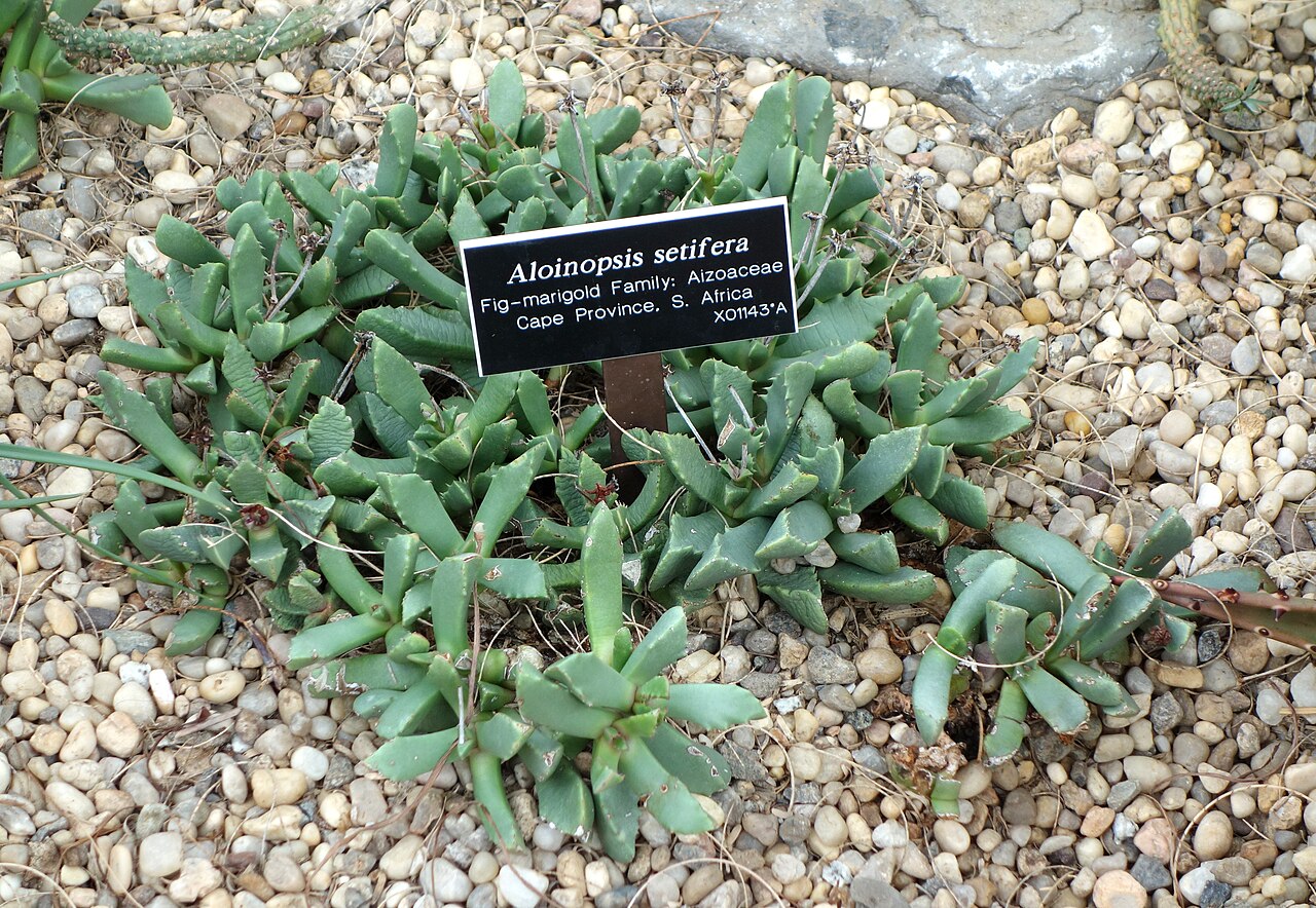 Aloinopsis luckhoffii