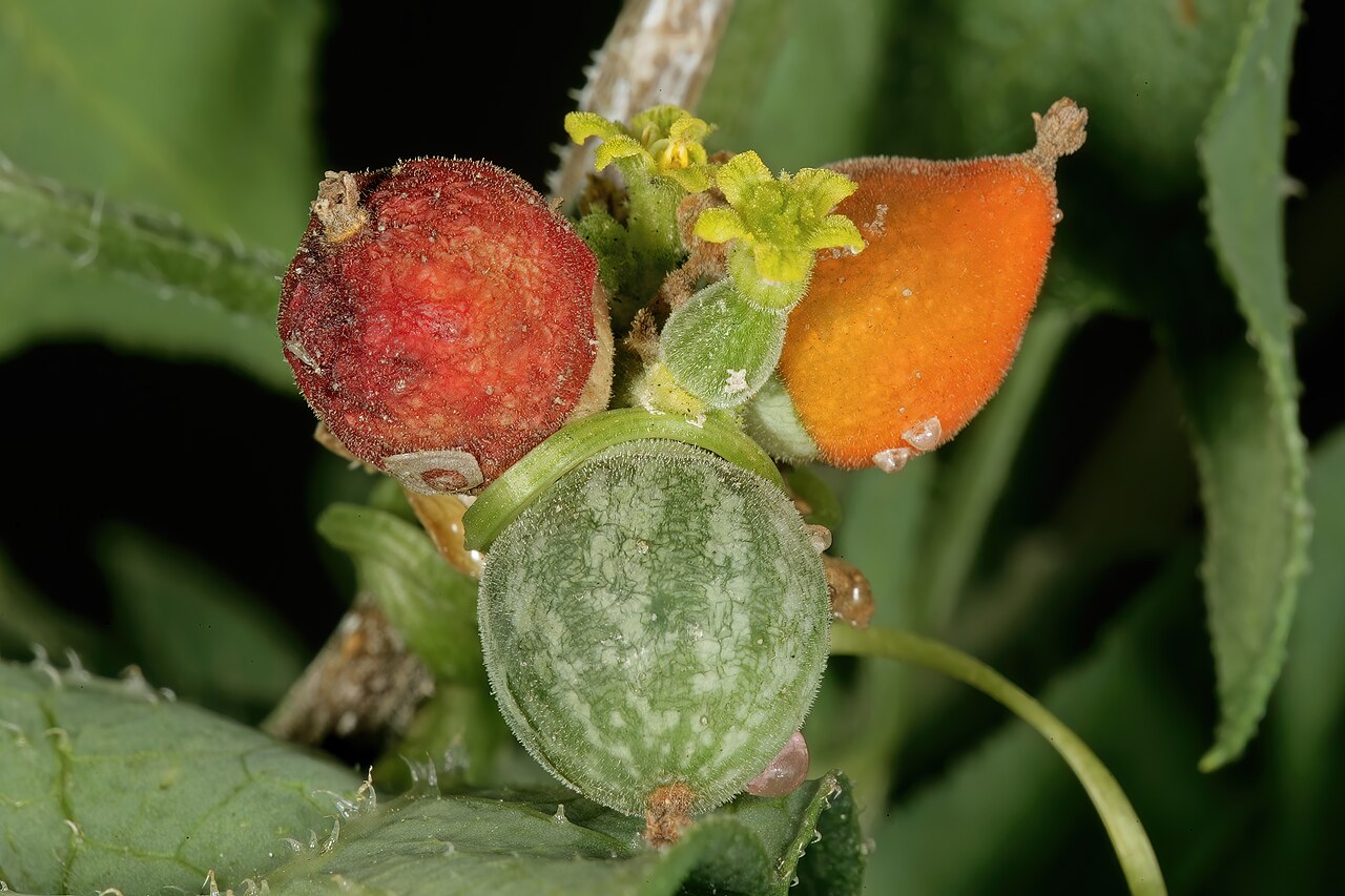 Corallocarpus triangularis