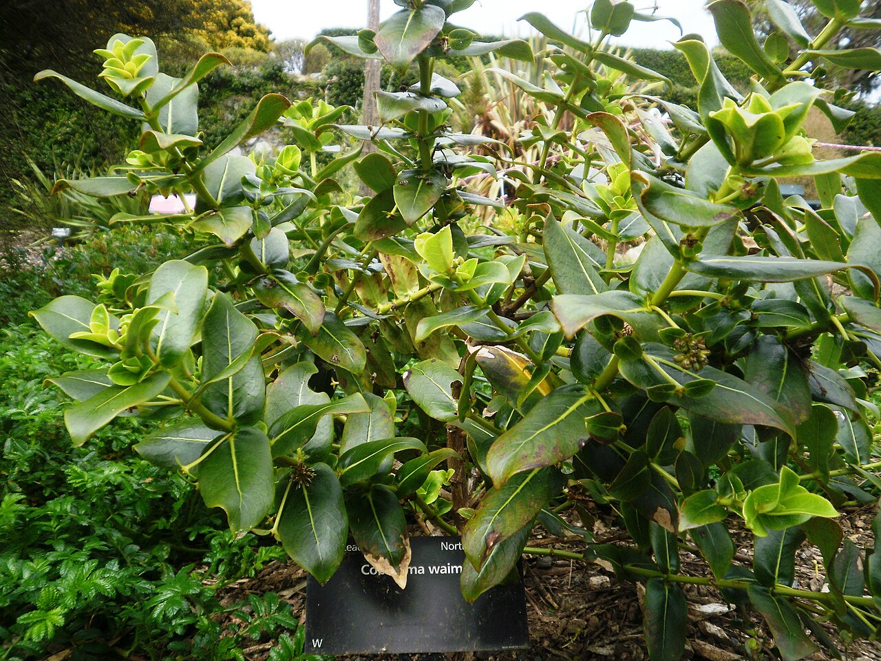 Coprosma waima
