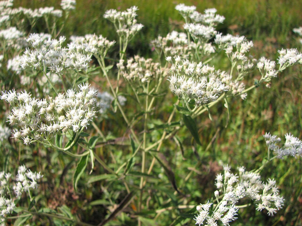 Eupatorium resinosum