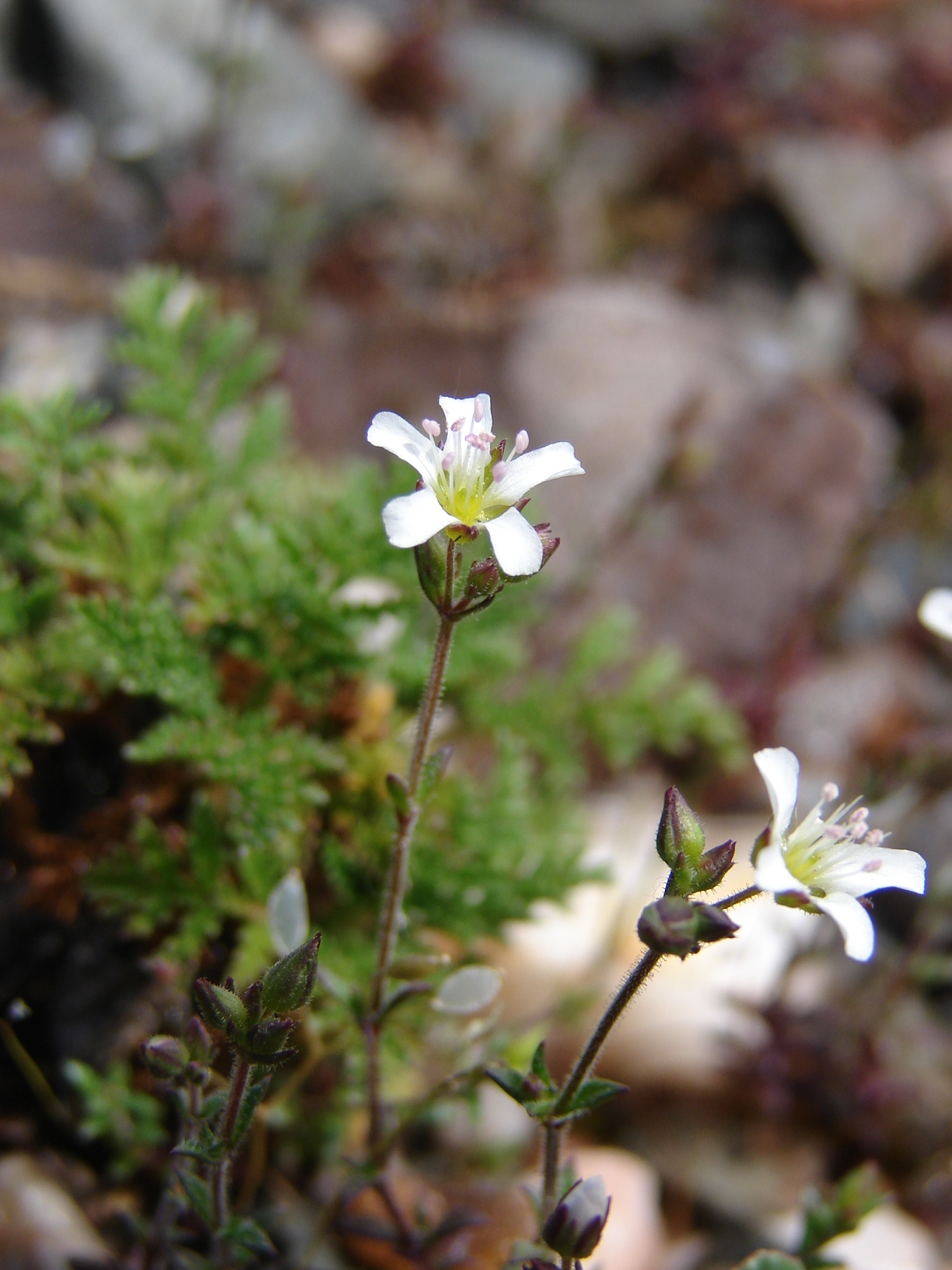 Arenaria conimbricensis