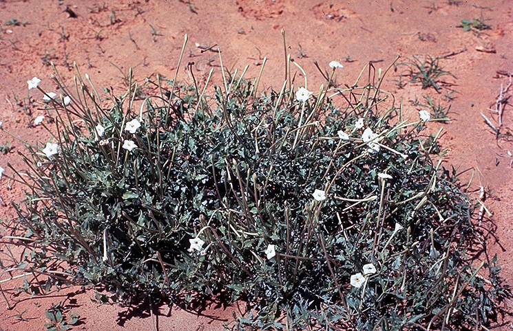 Acleisanthes longiflora