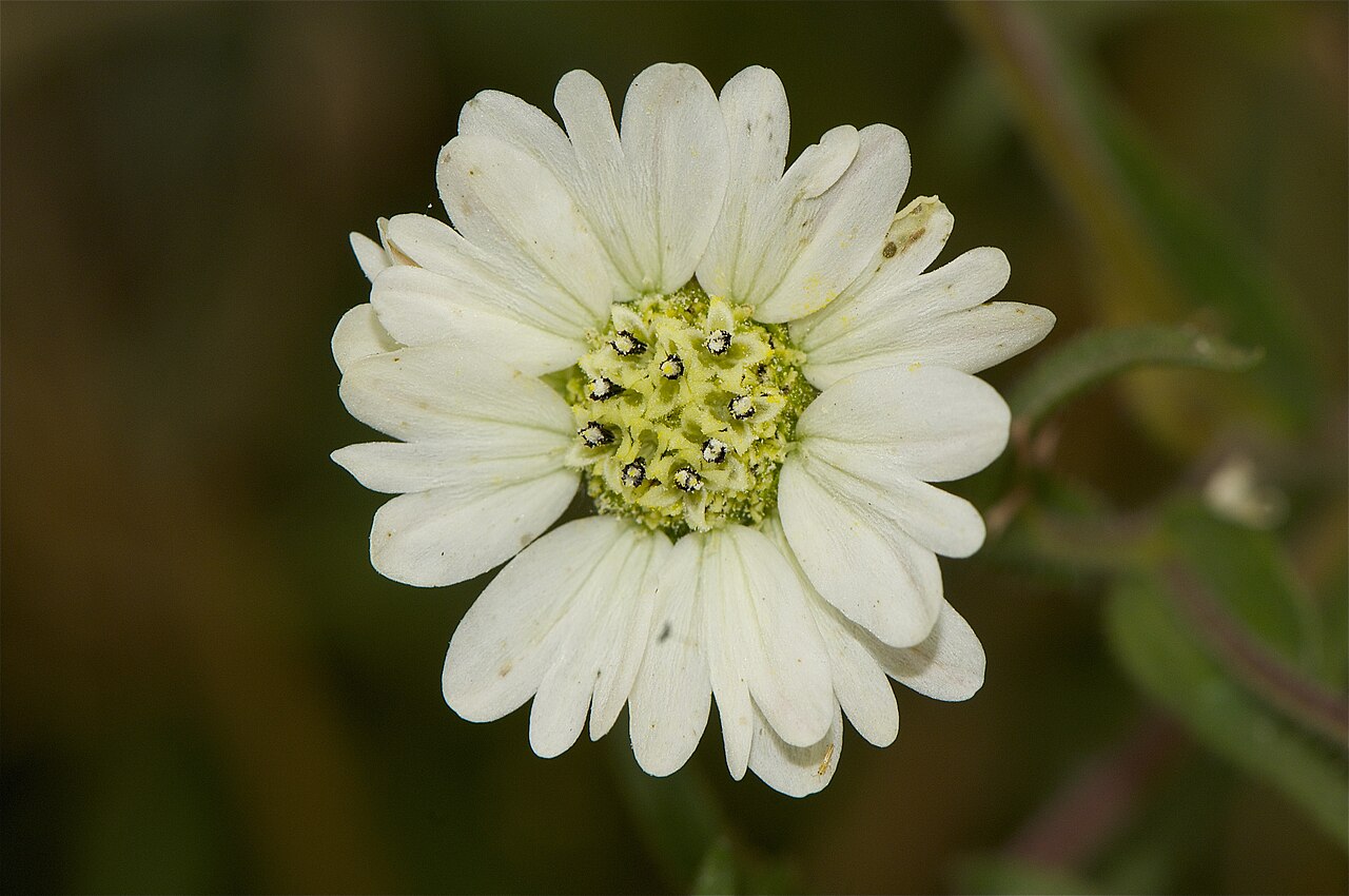 Hemizonia congesta