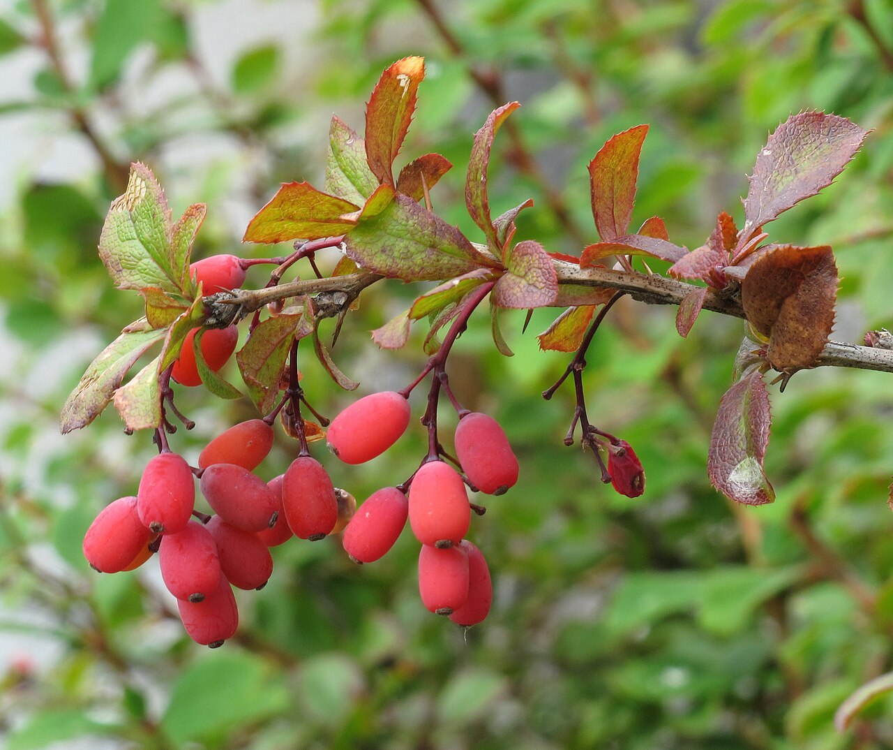 Common barberry