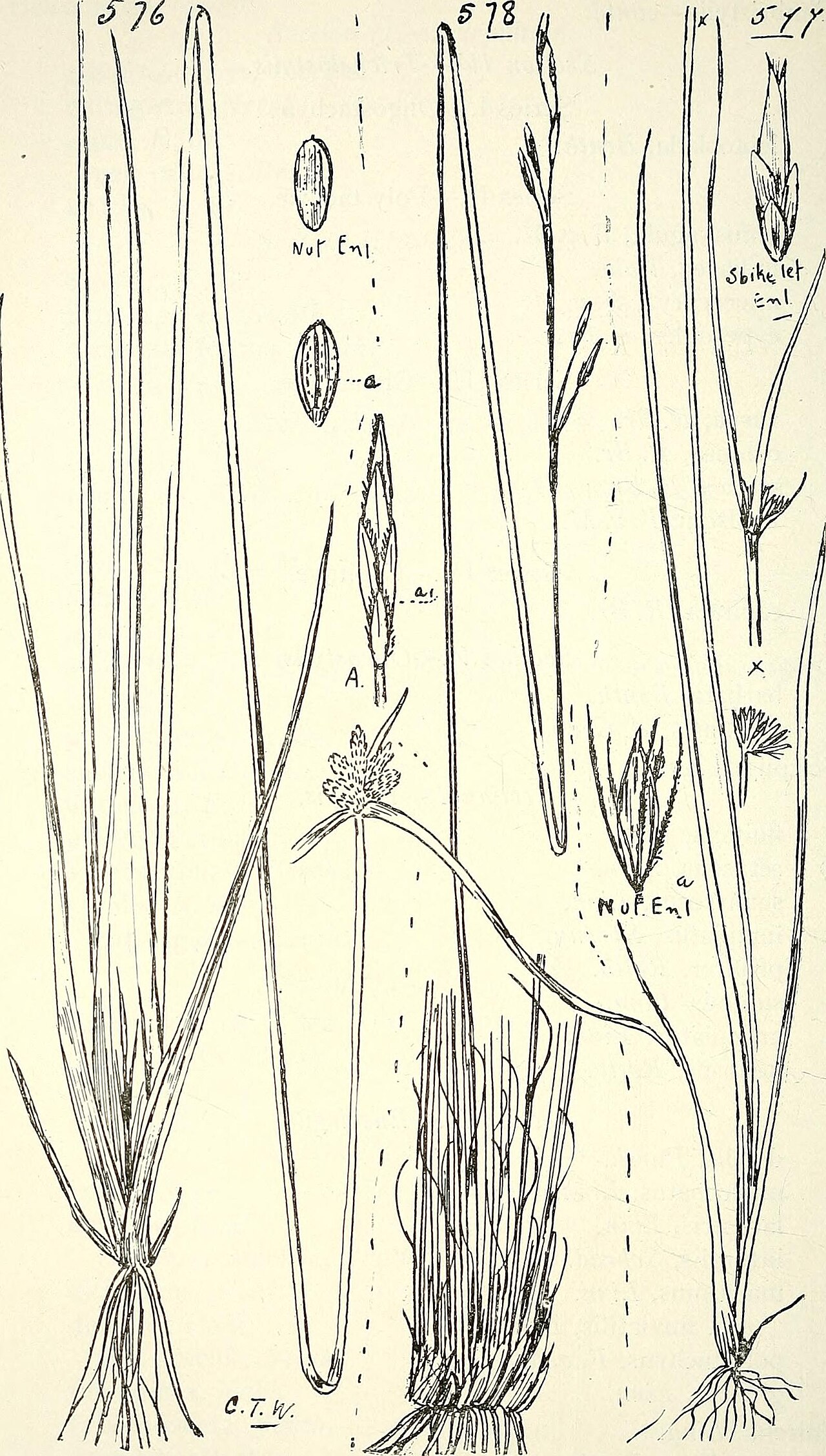 Scirpus cyperoides