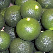 Citrus sudachi